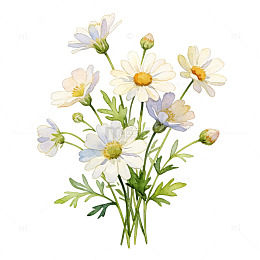 清新 手绘 简约 雏菊