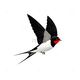 插画风燕子飞翔设计素材