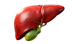 肝脏与胆囊的医学解剖图