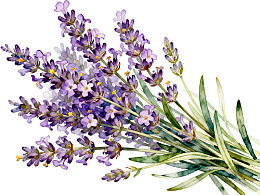 紫色薰衣草花束水彩画