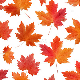 秋日枫叶背景设计素材