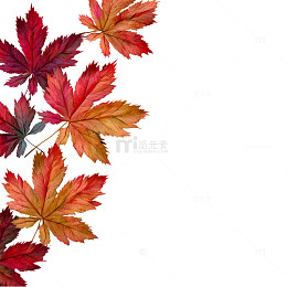 秋季枫叶装饰图案素材