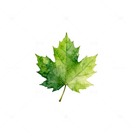 水彩枫叶秋天自然风景装饰素材