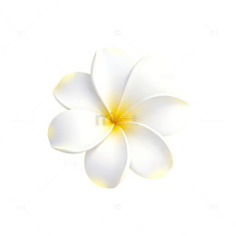 白色鸡蛋花矢量图案