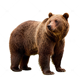 棕熊野生动物片