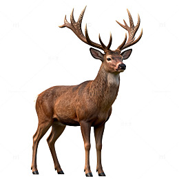 3D鹿模型写实动物插画