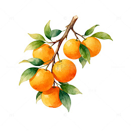 水彩橘子插画设计素材