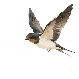 飞鸟展翅水彩画