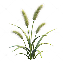 卡通风狗尾草矢量插画