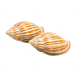 贝壳海贝装饰摆件摄影图片