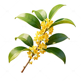 桂花树枝插画设计素材