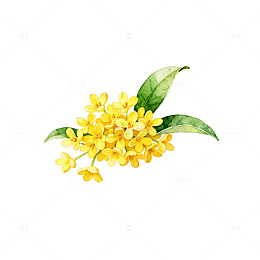 水彩桂花插画装饰素材