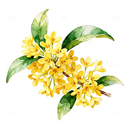 水彩画桂花枝插画