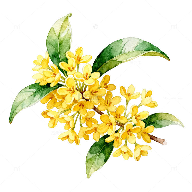 水彩画桂花枝插画