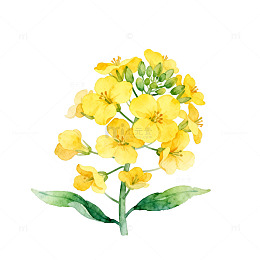 水彩油菜花绘画作品欣赏