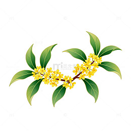 桂花枝条插画