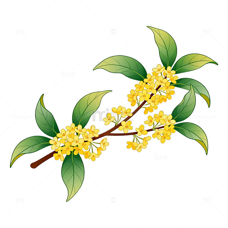 插画风格桂花枝条插画素材