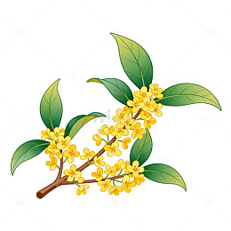 桂花插画素材