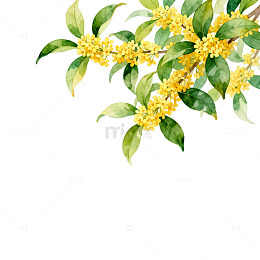 桂花枝水墨画清新插画