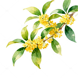 桂花枝插画水彩画