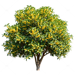 盛开桂花树自然风景图片