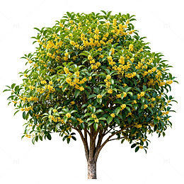 桂花树高清图片