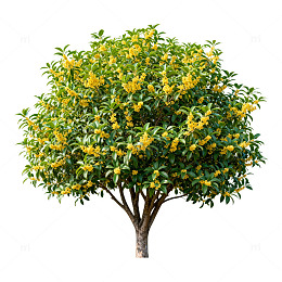 盛开花树风景图