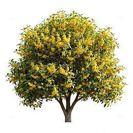 黄花盛开树木美景