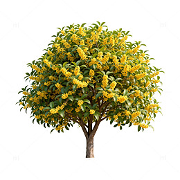 盛开黄花树木插图