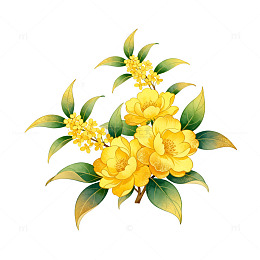 桂花插画素材