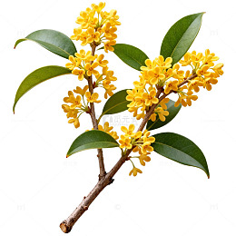 桂花盛开自然风光植物