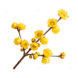 腊梅迎春图