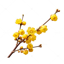 腊梅花枝特写片