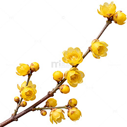 腊梅迎春花开