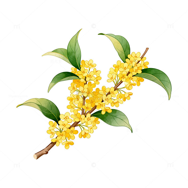 桂花插画设计素材