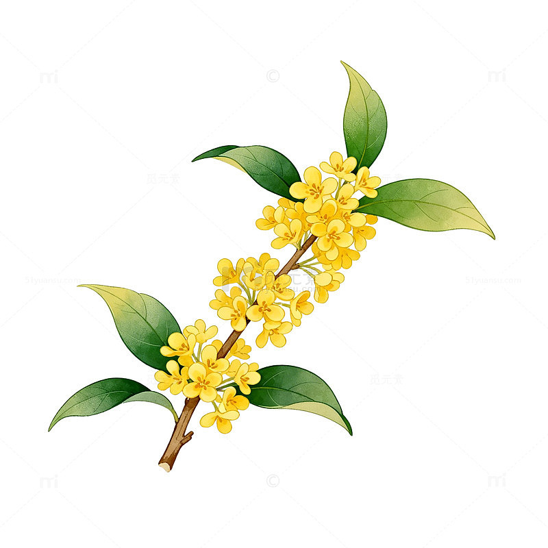 桂花插画手绘素材