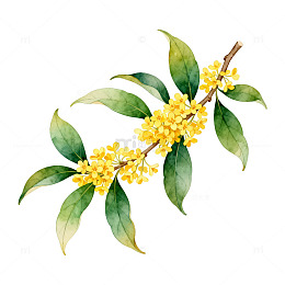 水彩桂花插画素材