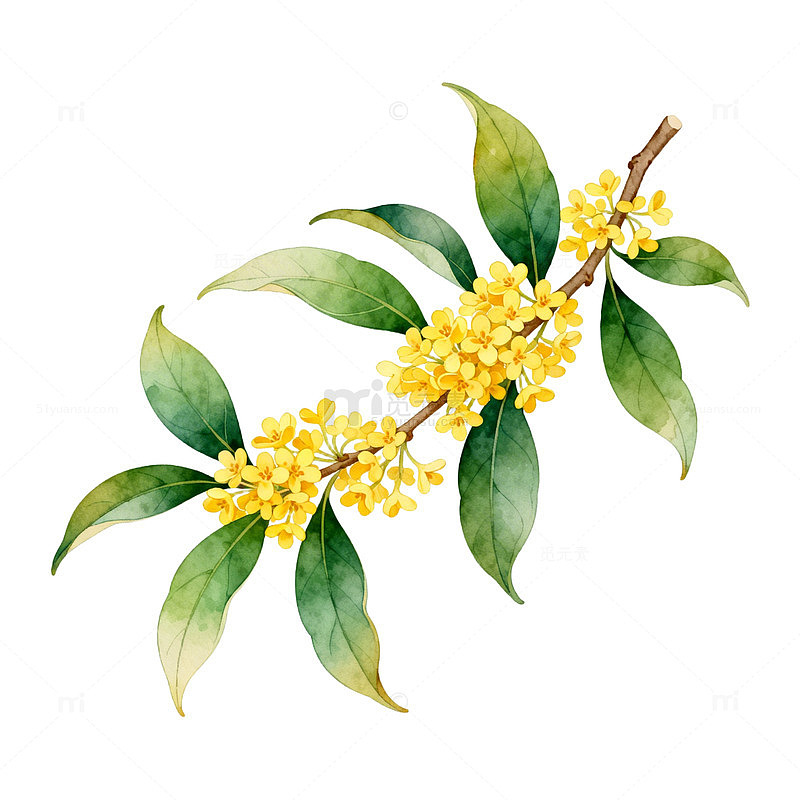 水彩桂花插画素材