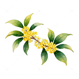 水彩桂花枝叶插画