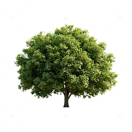 简约风绿树矢量插画素材