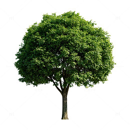 绿色树木风景插画素材