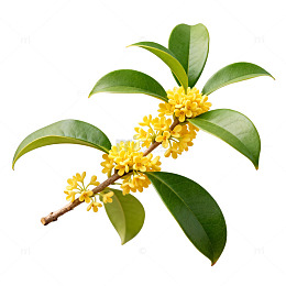 桂花特写图片素材