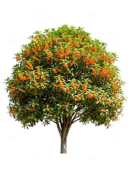 盛开橙花树