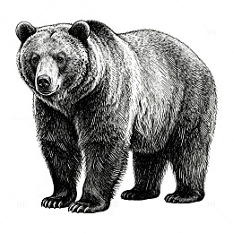 黑白素描熊插画