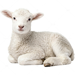 可爱小羊羔图片素材