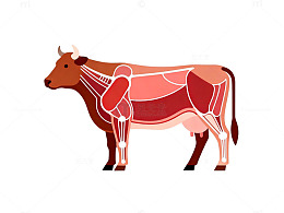 牛肉解剖图示意插画