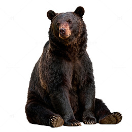 棕熊特写野生动物