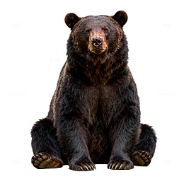 黑熊特写野生动物