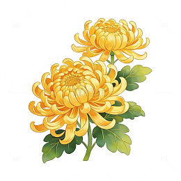 金黄菊花插画素材