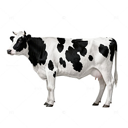 卡通奶牛图像设计素材